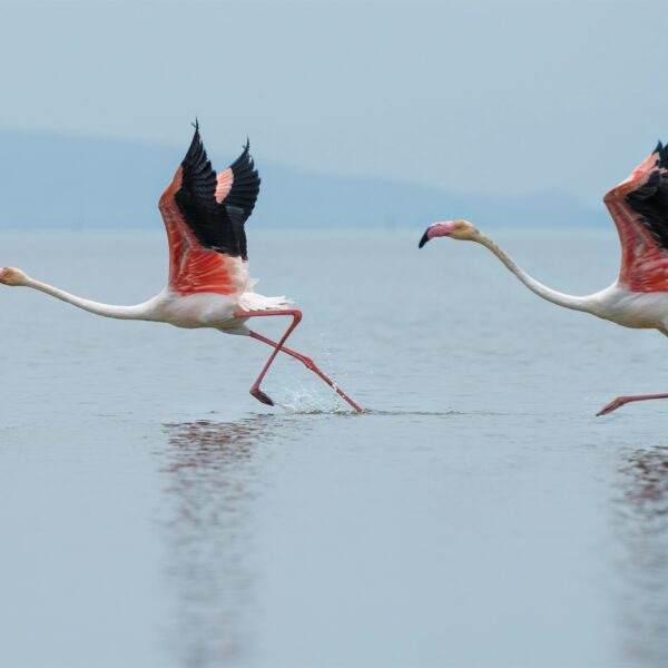 7 Days Tanzania Safari & Lake Adventure