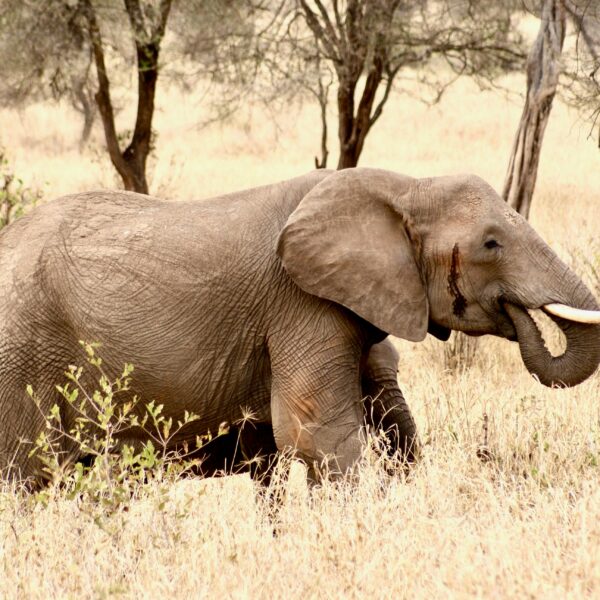 10 Days Southern Tanzania Safari