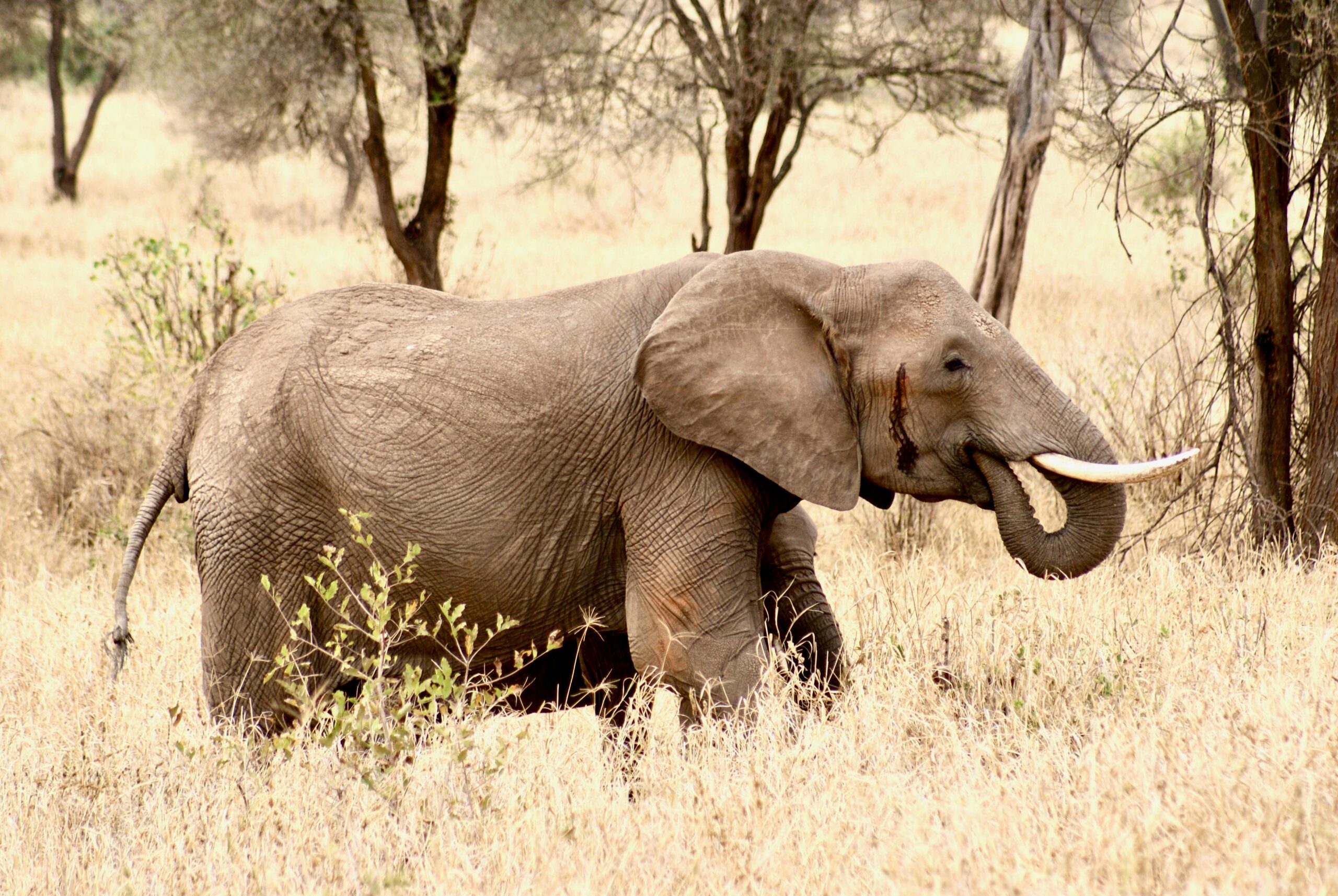 10 Days Southern Tanzania Safari