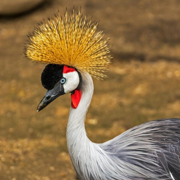 8 Days Birding Safari Tour